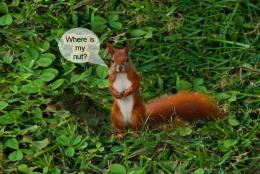 Where is my nut ?